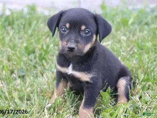 Mixed Breed dogs for sale: Sparky - Ad 1
