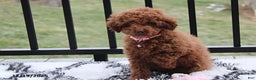 Toy Poodle dogs for sale: Paige - Ad 8