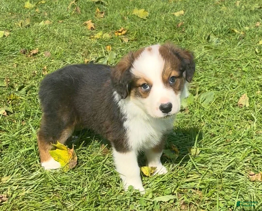 Mixed Breed dogs for sale: Belle - Ad 1