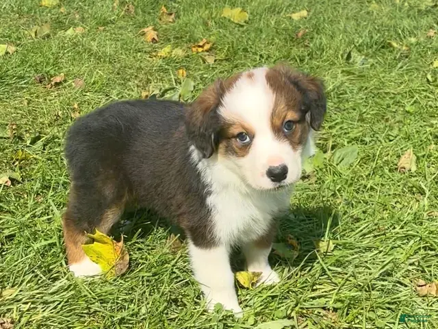 Mixed Breed dogs for sale: Belle - Ad 1