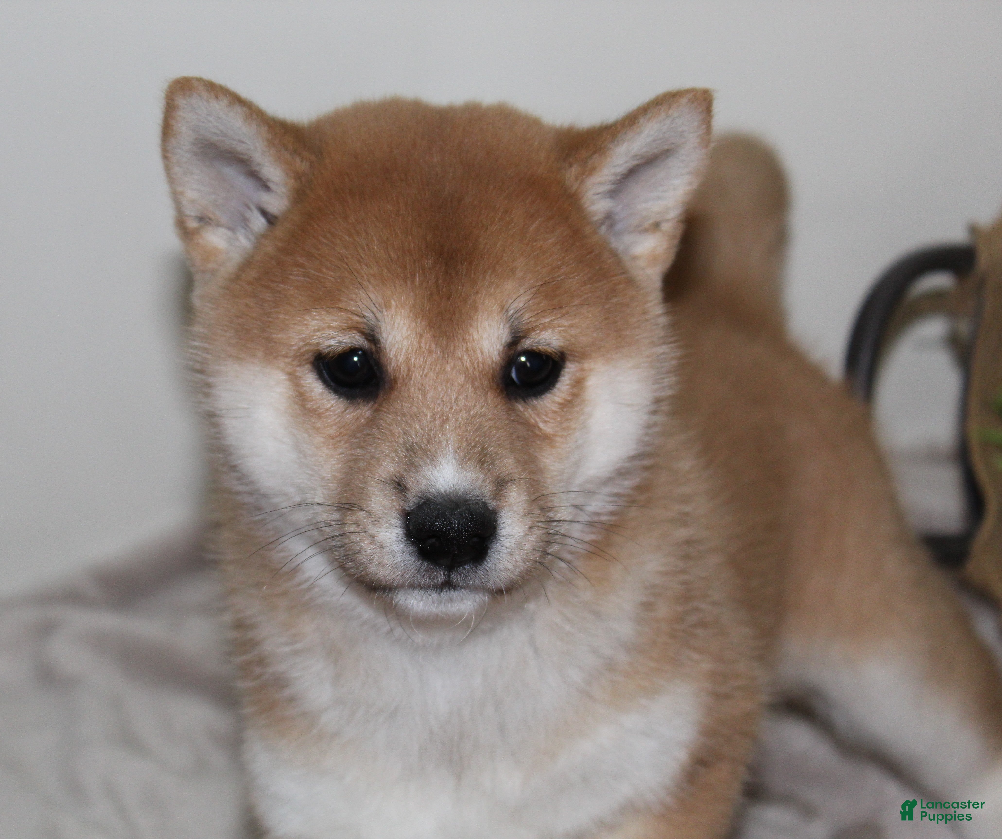 Shiba Inu dogs Ty - Ad 5