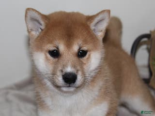 Shiba Inu dogs Ty - Ad 4