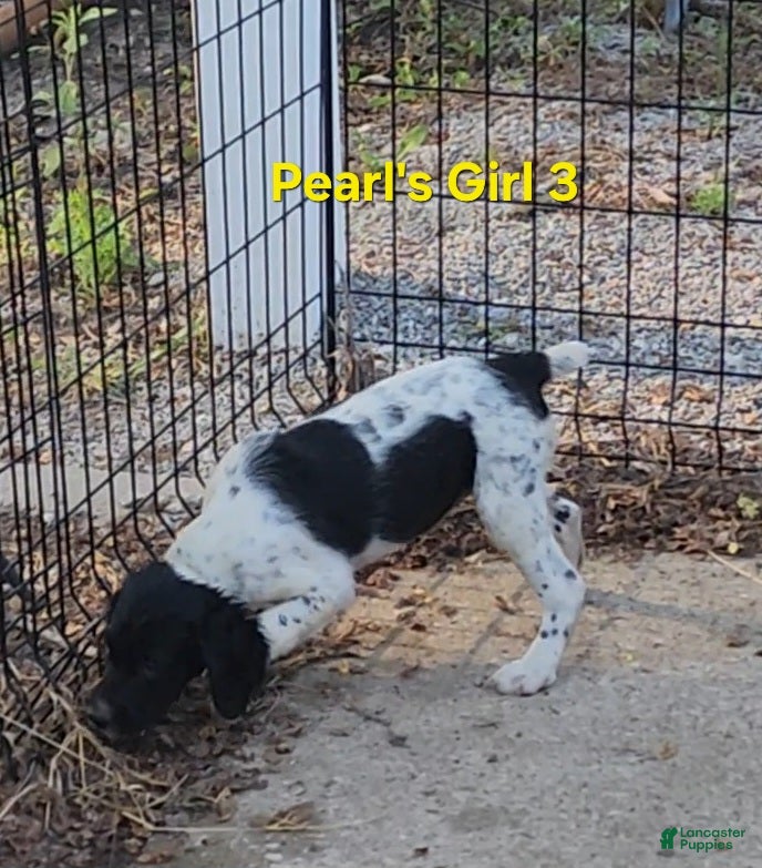 Brittany Spaniel dogs AKC/UKC French Brittany girl 3 - Ad 1