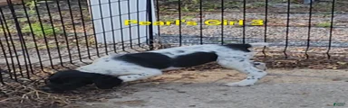AKC/UKC French Brittany girl 3