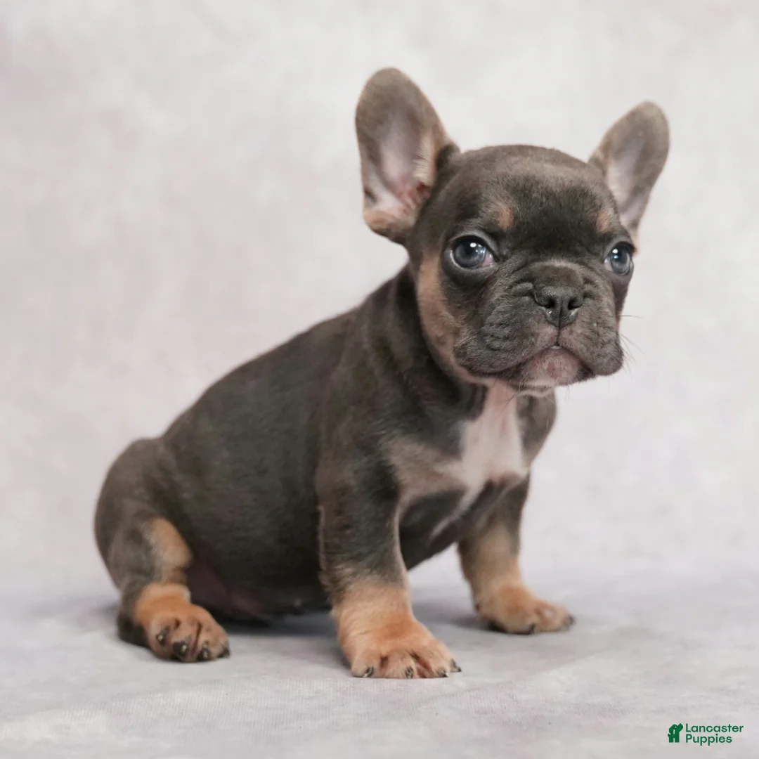 French Bulldog dogs for sale: Maverick - Ad 2