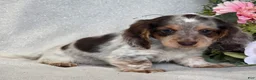 Miniature Dachshund dogs for sale: Ryder - Ad 4