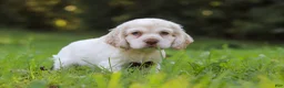 Cocker Spaniel dogs for sale: Benji - Ad 5