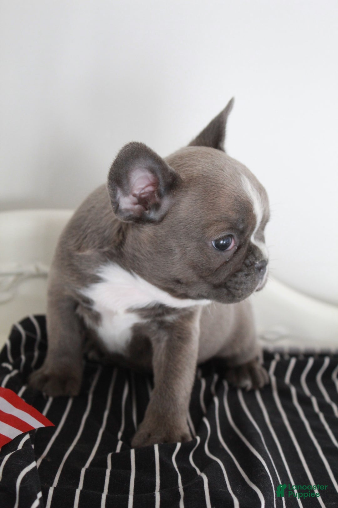 Frenchton dogs for sale: Bella  - Ad 16