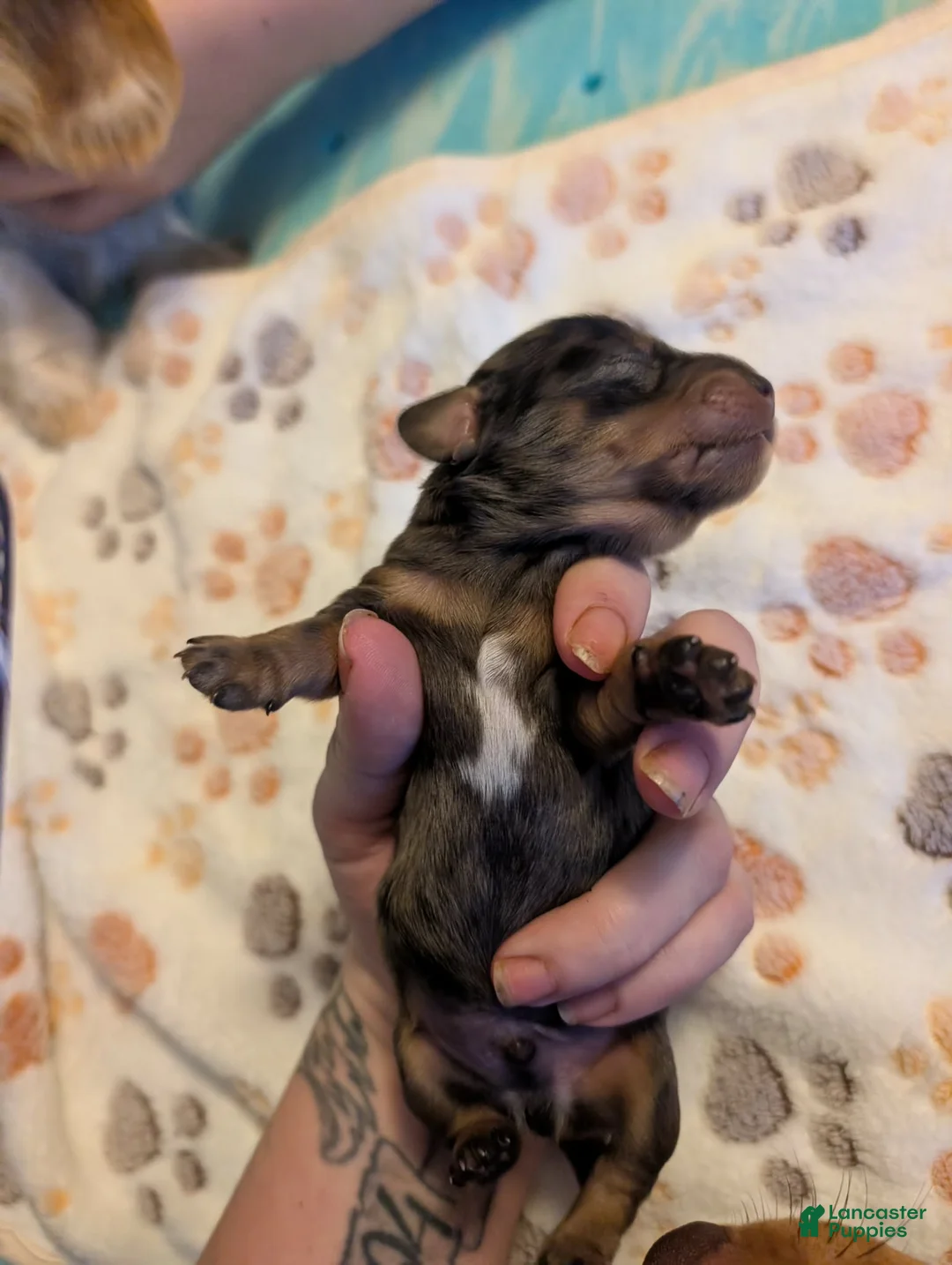 Miniature Dachshund dogs for sale:  darker dapple boy long haired  - Ad 2