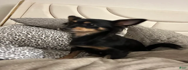 Rosie 