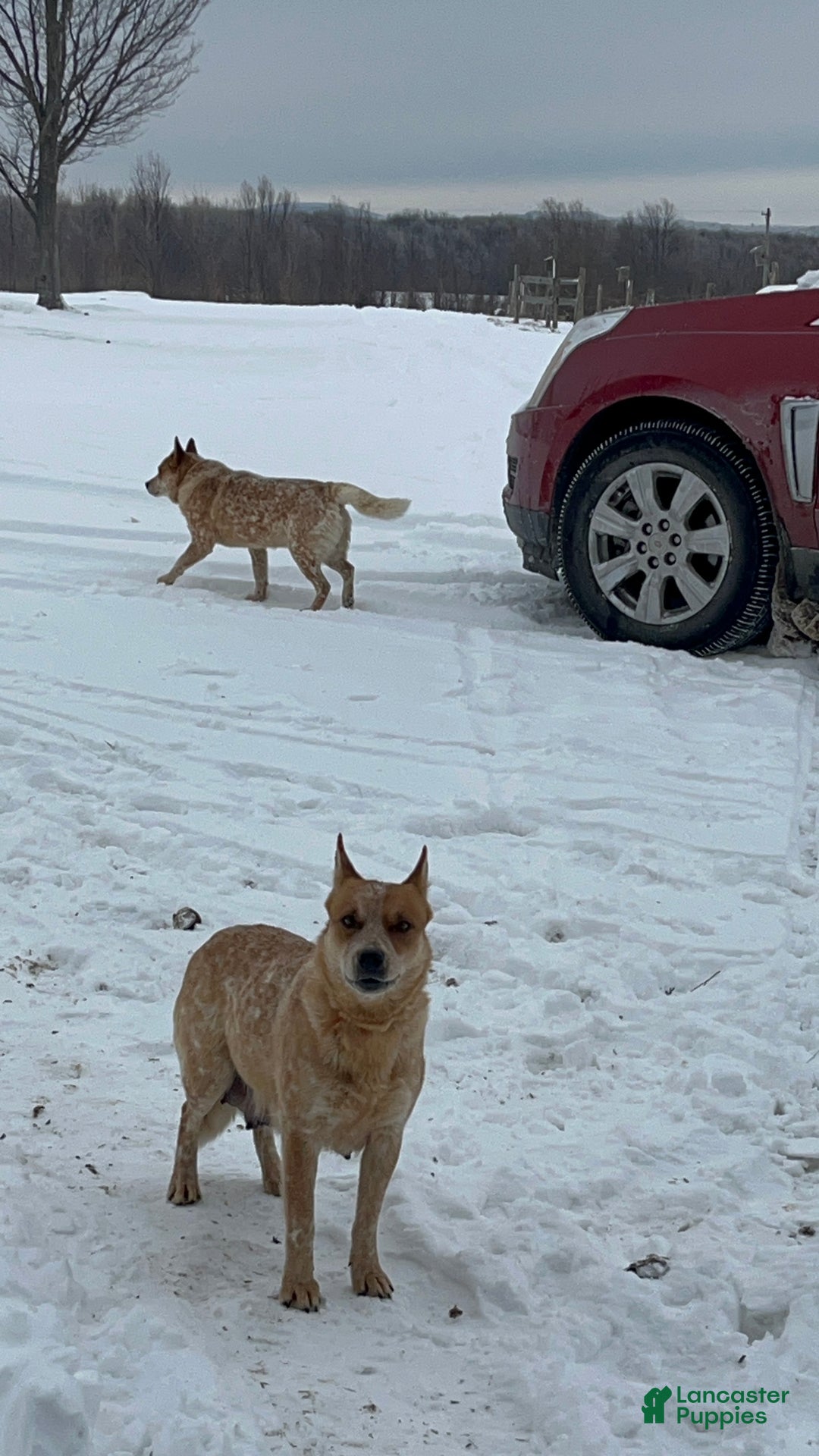 Australian Cattle Dog dogs for sale: Louie - Ad 3