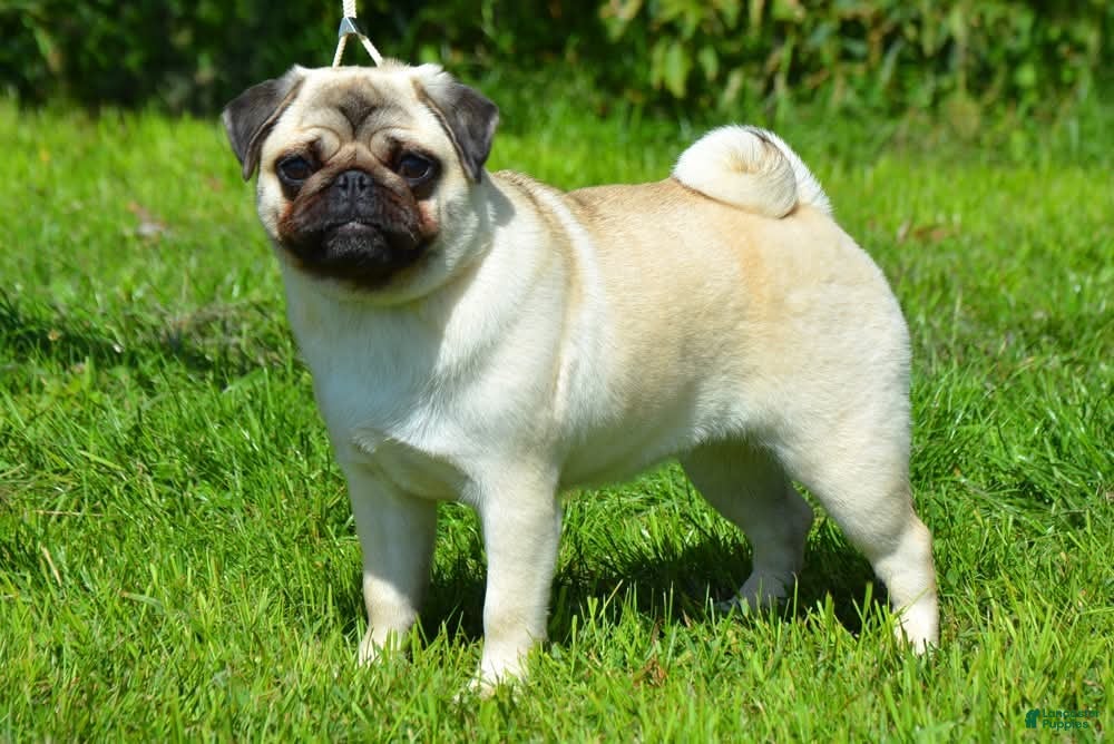 Pug dogs Pug Puppy 3 - Ad 2