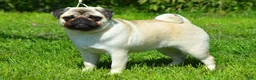 Pug dogs for sale: Pug Puppy 2 - Ad 2