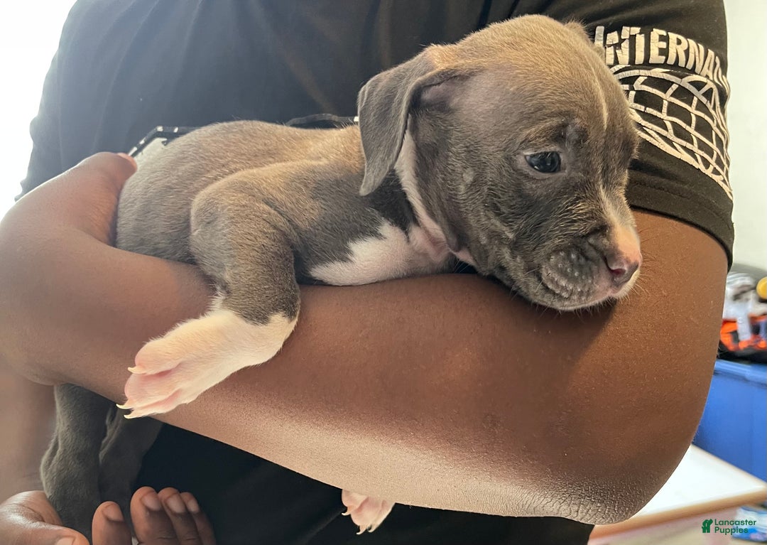 American Pit Bull Terrier dogs for sale: American Pit Bull Terrier Puppy 4 - Ad 2