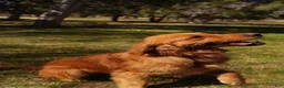 Golden Retriever dogs for sale: Daisy -AKC, Genetically Clear - Ad 6