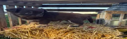 Chihuahua dogs for sale: Bingo - Ad 3