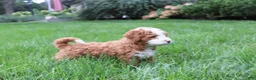 Bernedoodle dogs for sale: Lexi - Ad 3