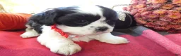 Shih Tzu dogs for sale: Shih Tzu 2 Darson - Ad 3