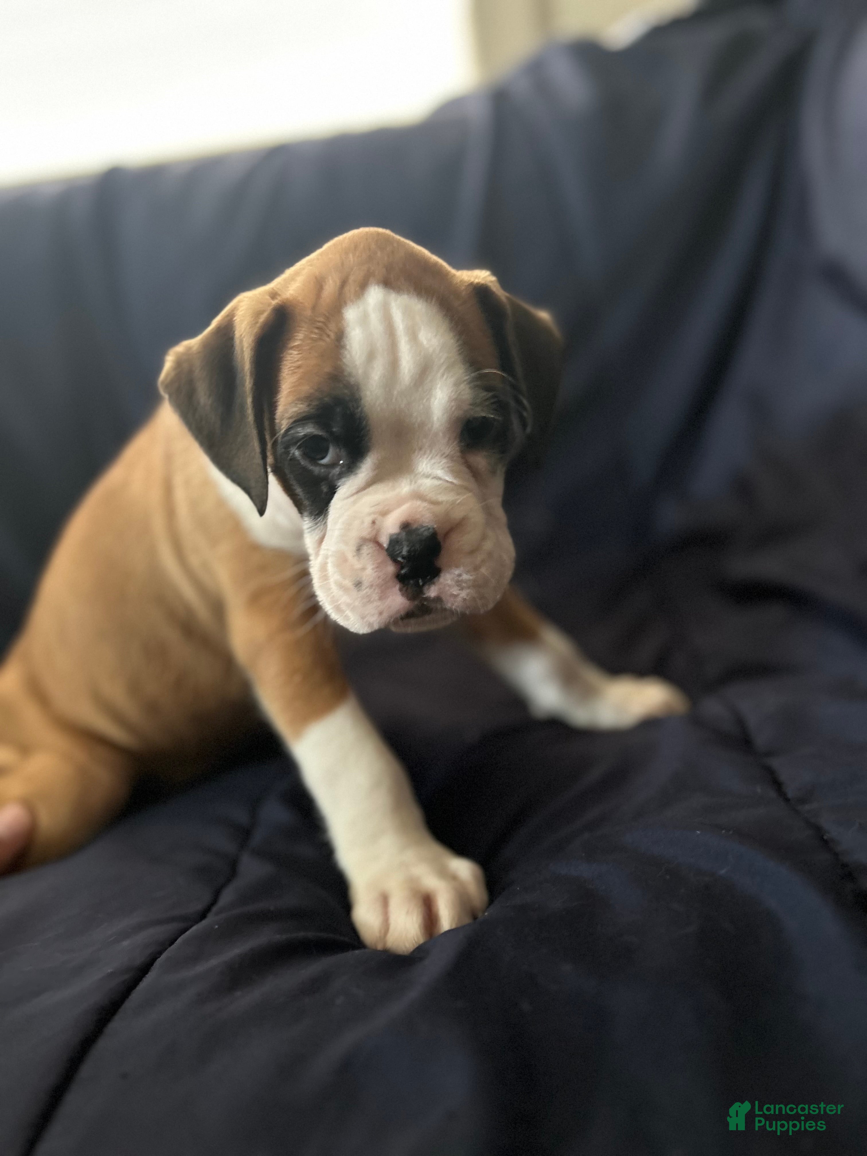 Boxer dogs Bear  - Ad 1