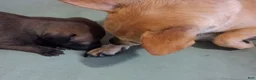 Chihuahua dogs for sale: Chihuahua 1 - Ad 9