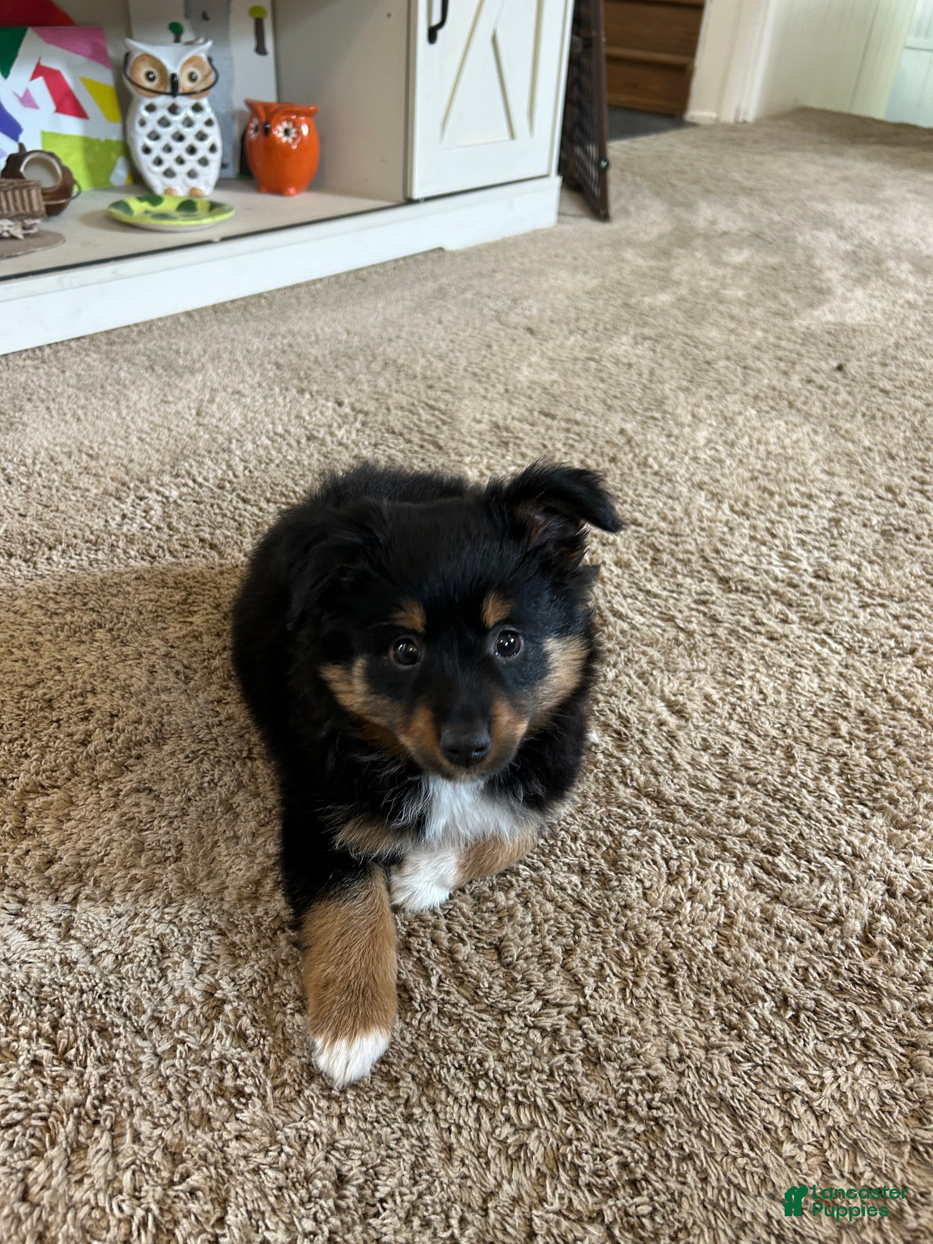 Miniature Australian Shepherd dogs Dustin - Ad 13