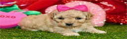Miniature Poodle dogs for sale: Miniature Poodle Puppy 2 - Ad 3