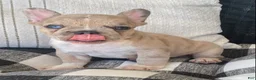French Bulldog dogs for sale: French Bulldog 2 - Ad 5