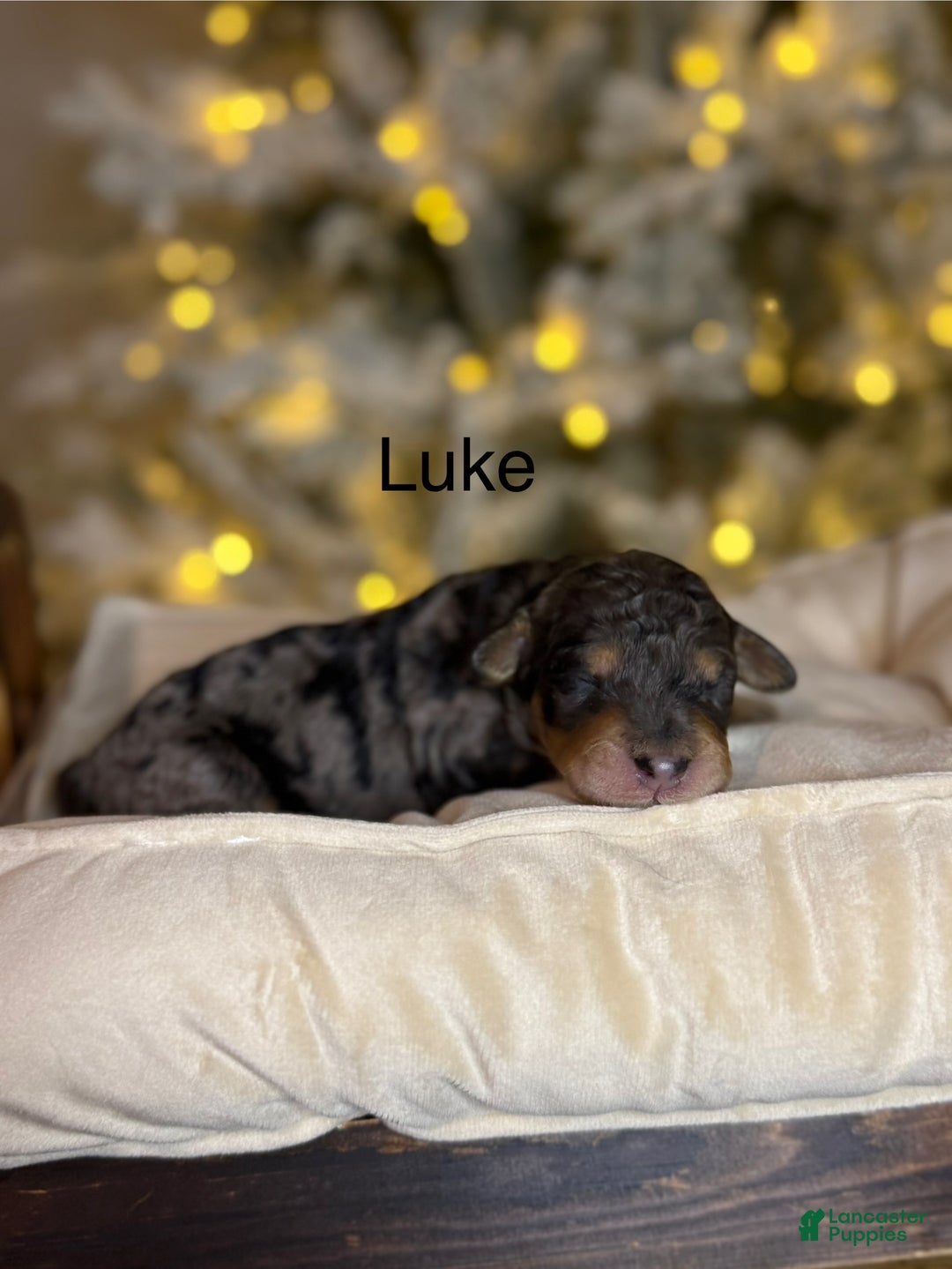 Standard Poodle dogs for sale: Standard Poodle Puppy 2 Luke aka lucus - Ad 6