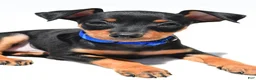 Miniature Pinscher dogs for sale: Buddy - Ad 8