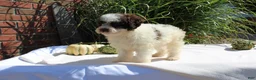 Miniature Poodle dogs for sale: Stella - Ad 8