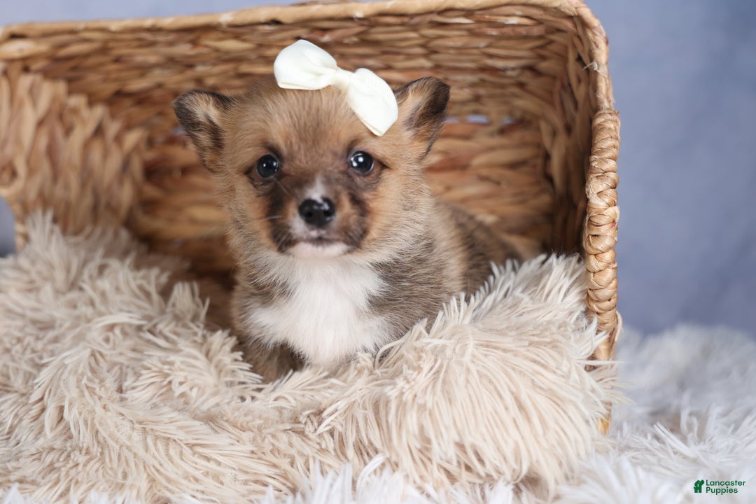 Welsh Corgi Pembroke dogs for sale: LITTLE CHIEF - Ad 9
