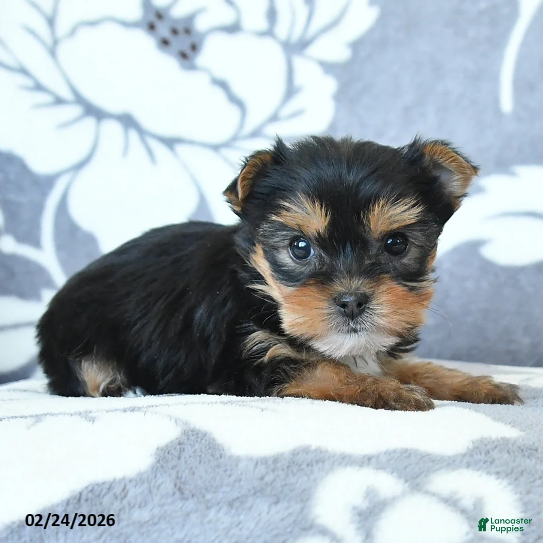 Yorkshire Terrier dogs for sale: Darla - Ad 3