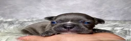 Frenchton dogs for sale: Mr. Kirby - Ad 4