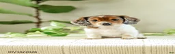 Miniature Dachshund dogs for sale: Aloha - Ad 3