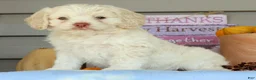 Cockapoo dogs for sale: Ellie - Ad 3