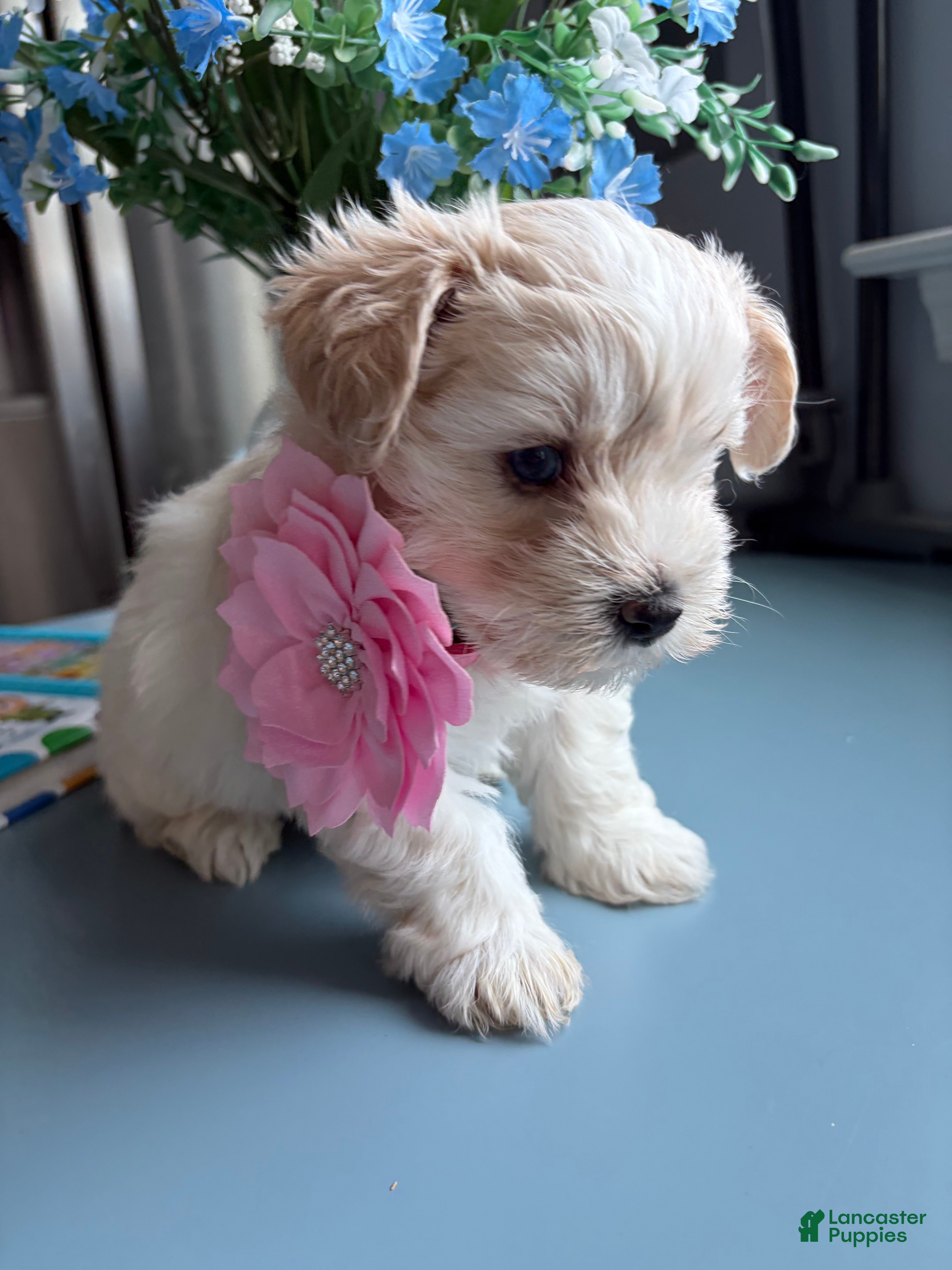Miniature Schnauzer dogs Kira - Ad 4