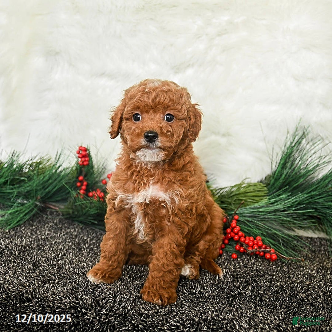 Toy Poodle dogs for sale: Noel - Ad 3