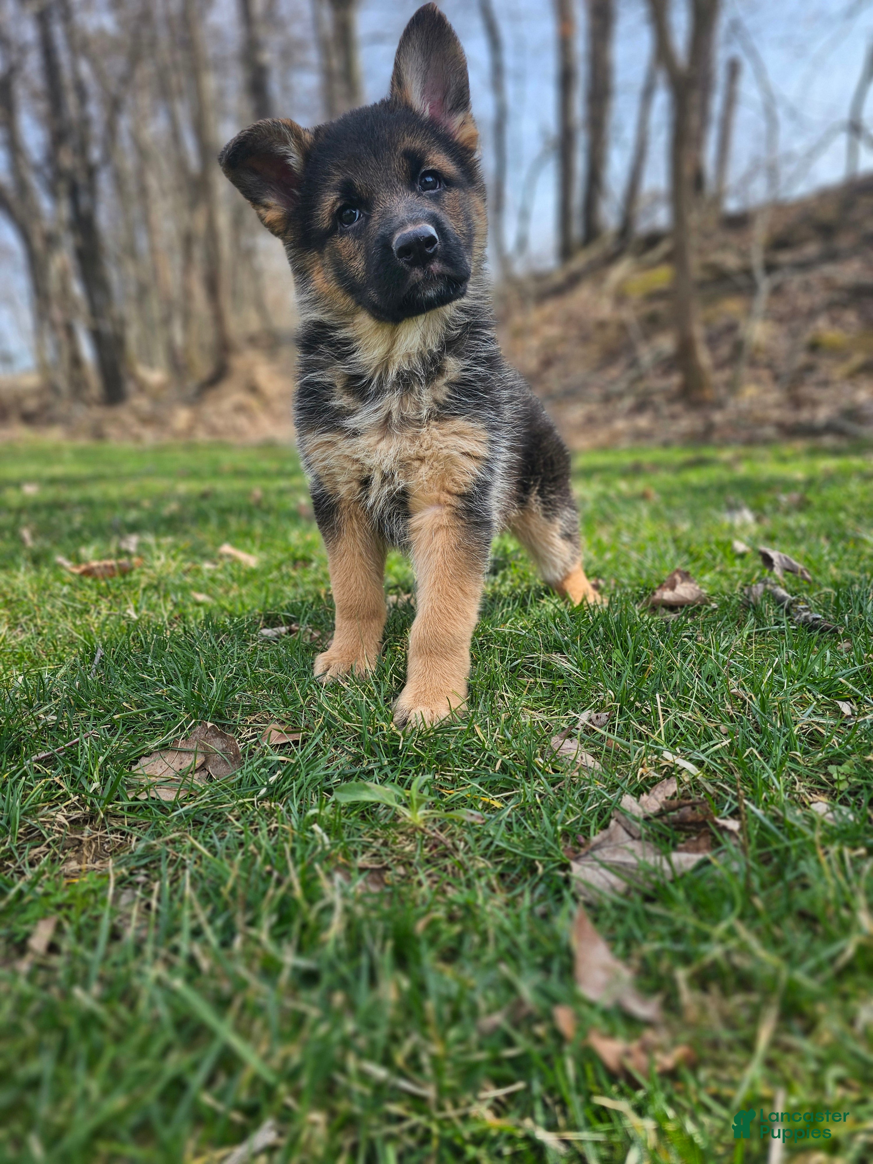 German Shepherd dogs Abby  - Ad 1