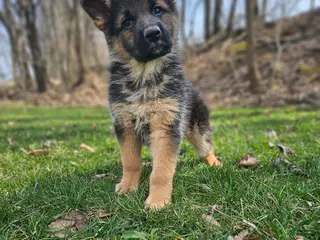 German Shepherd dogs for sale: Abby - Ad 2