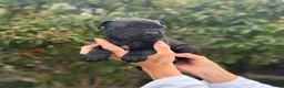 Cane Corso dogs for sale: Cane Corso (Orange) - Ad 2