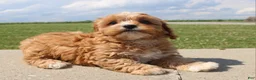 Cavapoo dogs for sale: Sky - Ad 3