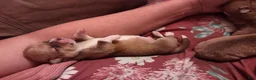 Welsh Corgi Pembroke dogs for sale: Black collar  - Ad 11