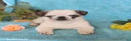 Pug dogs for sale: Brownie - Ad 2