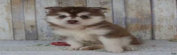 Pomsky dogs for sale: Cora - Ad 1