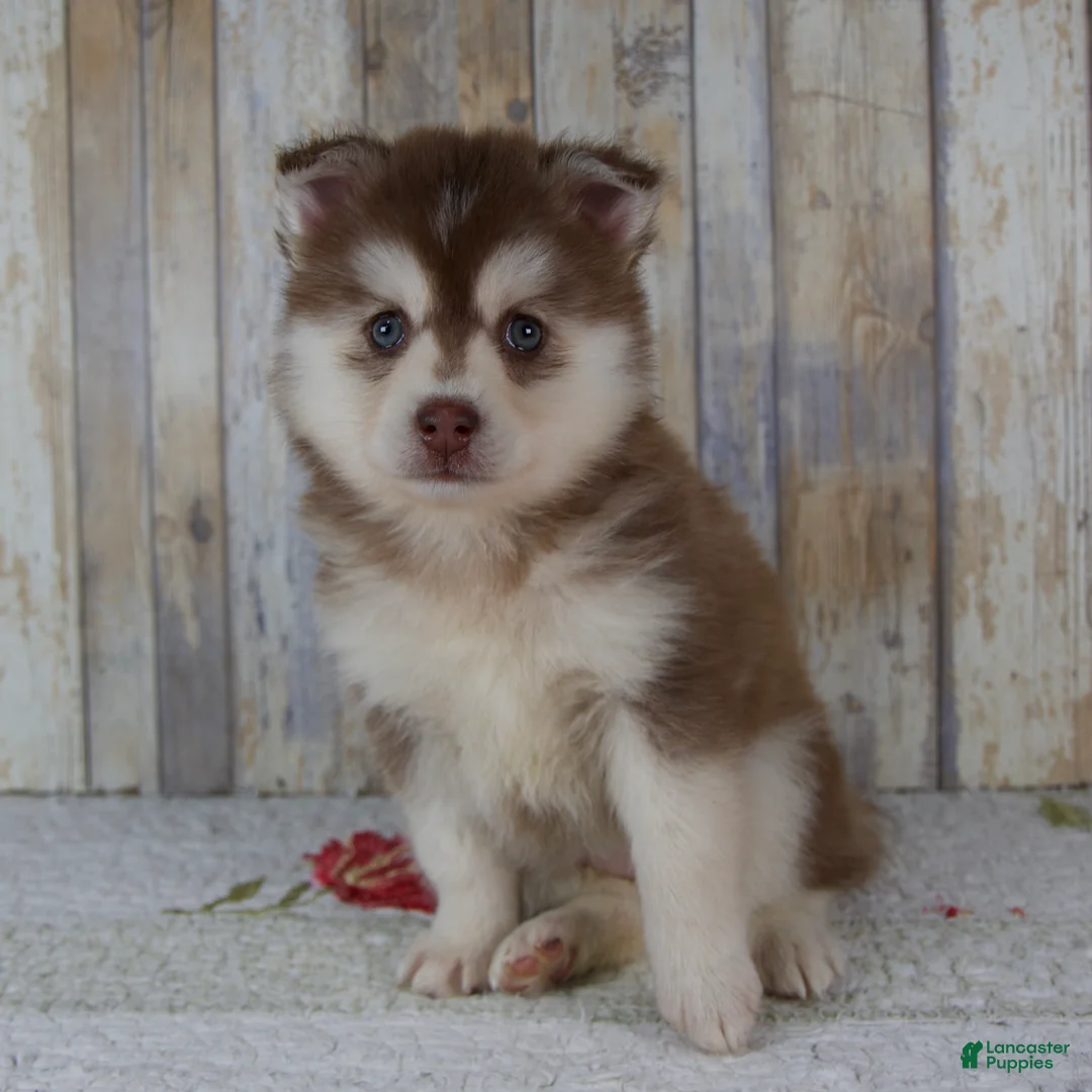 Pomsky dogs for sale: Cora - Ad 1