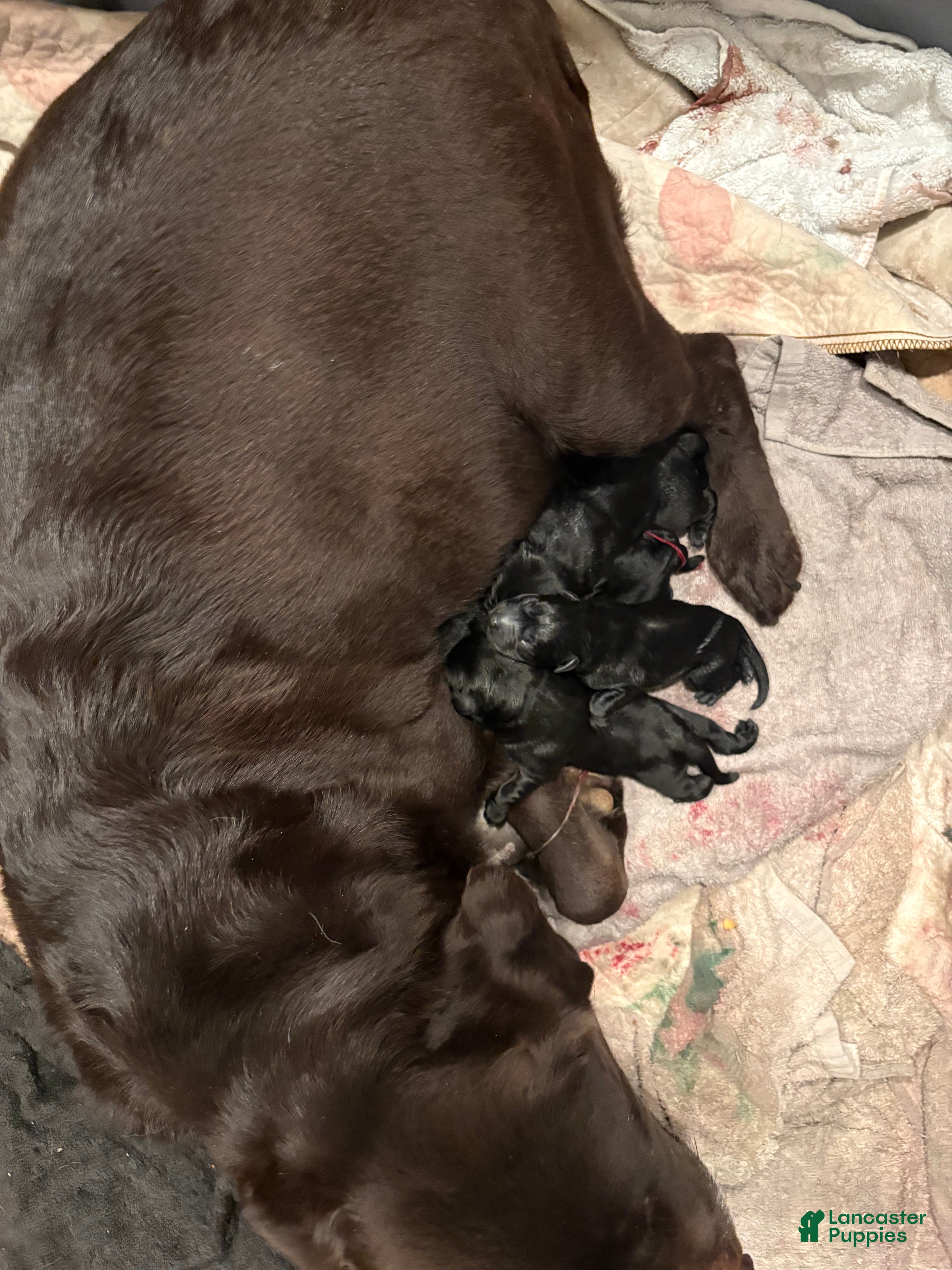 Labrador Retriever dogs Labrador Retriever Puppy 6 - Ad 18