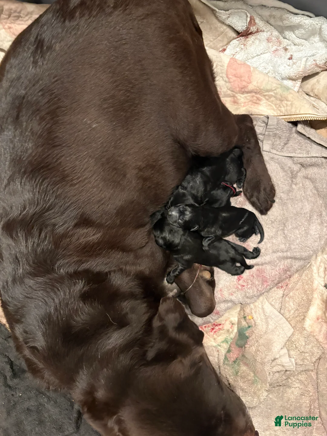 Labrador Retriever dogs for sale: Labrador Retriever Puppy 6 - Ad 1