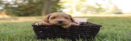 Mini Goldendoodle dogs for sale: Misty - Ad 7