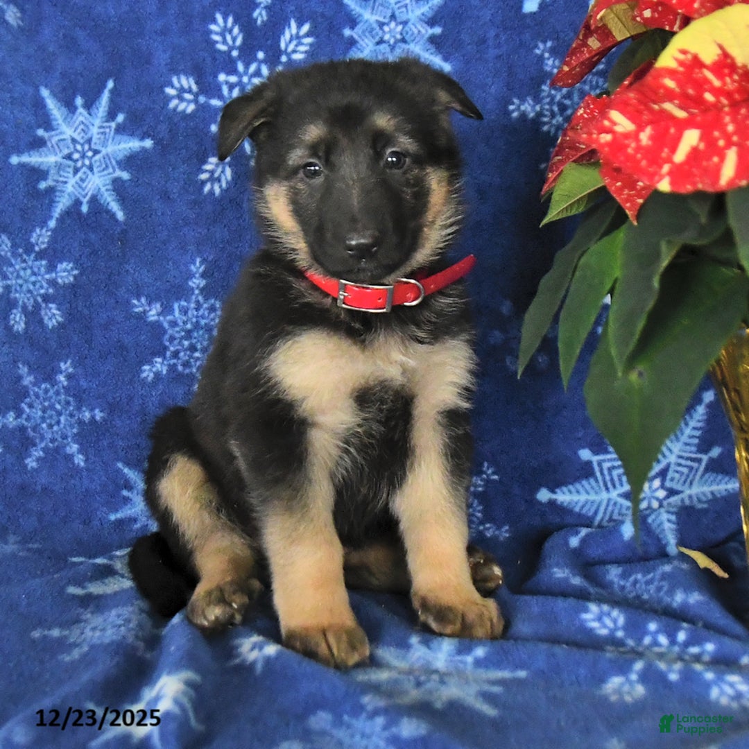 German Shepherd dogs for sale: Nina - Ad 9