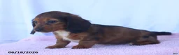 Miniature Dachshund dogs for sale: Dixie - Ad 5